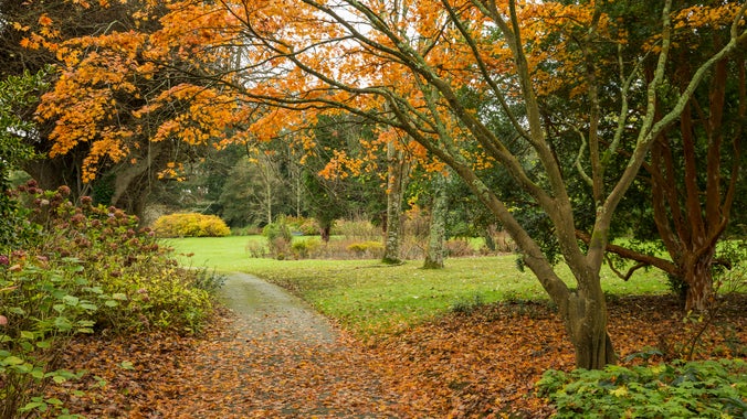 Image of a tree with golden leaves on the floor